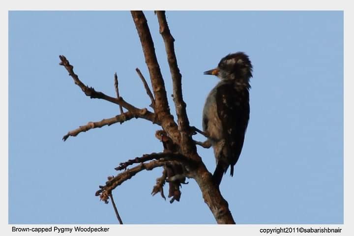 Brown-capped Pygmy Woodpecker - ML286077681