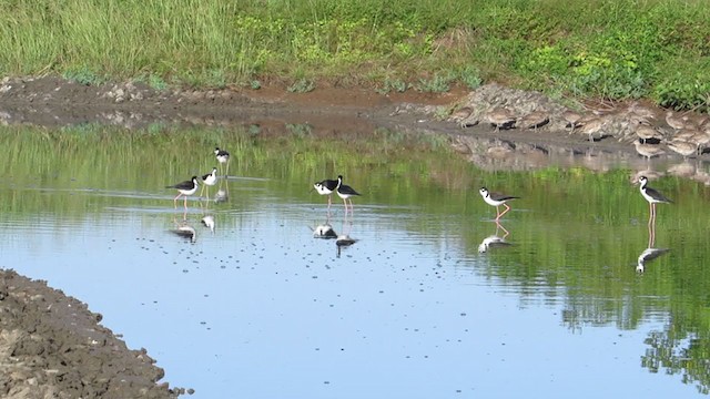 Schwarznacken-Stelzenläufer - ML286077841