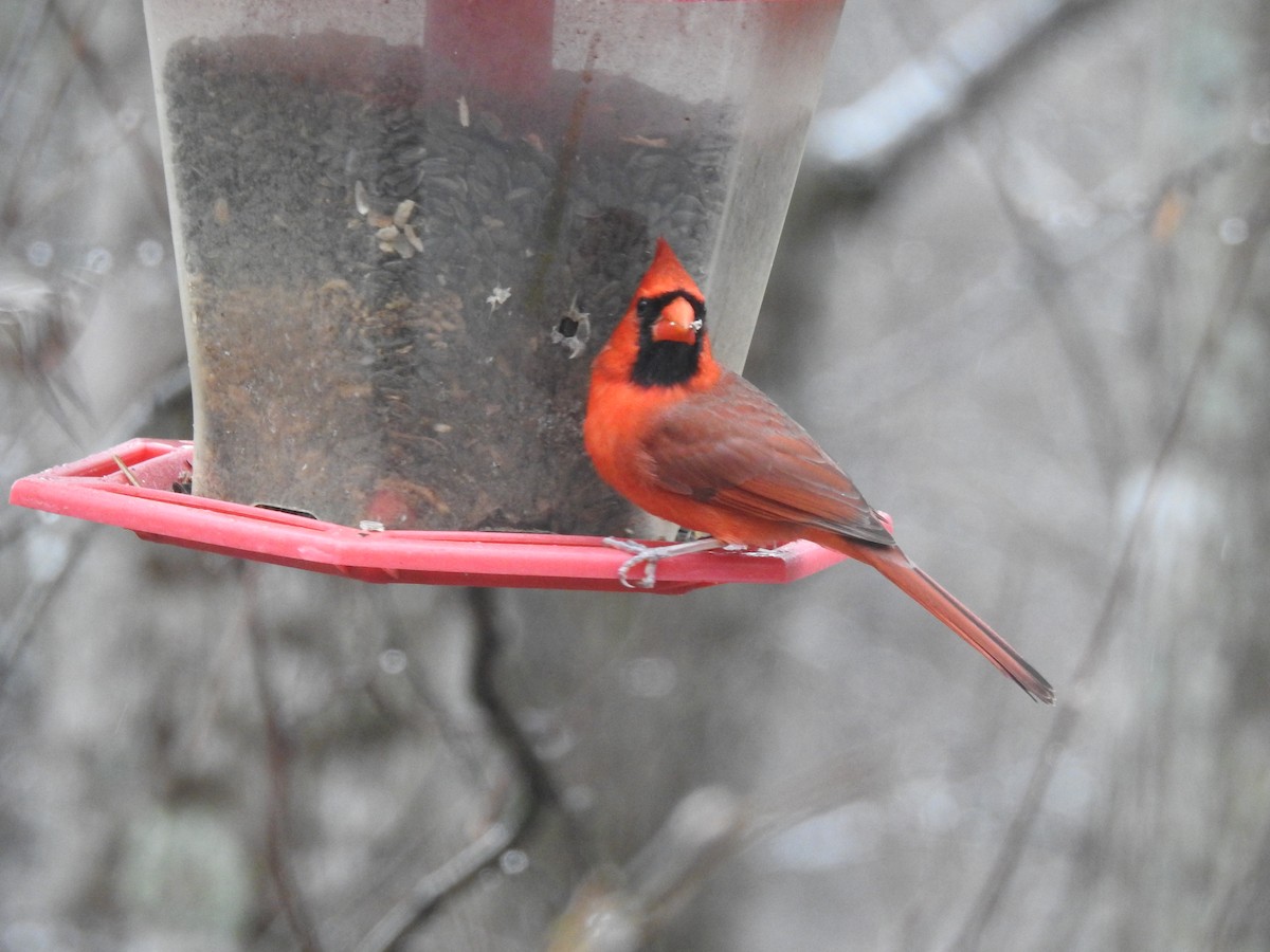 Northern Cardinal - ML286086101