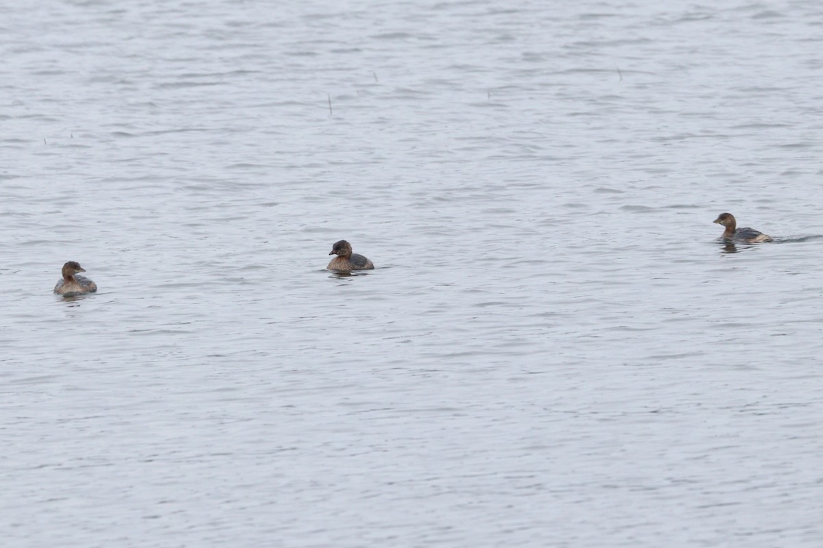 Pied-billed Grebe - ML286086131