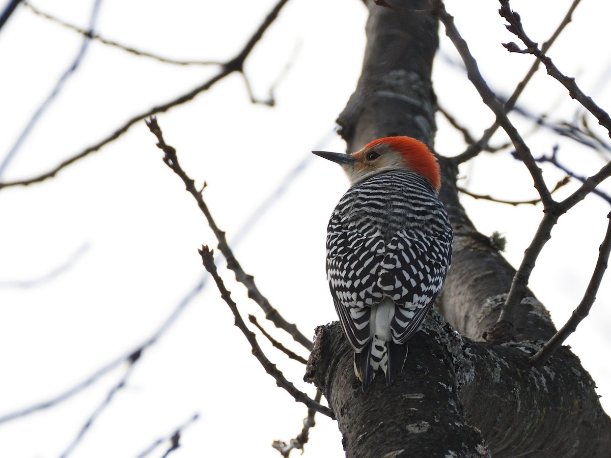 Red-bellied Woodpecker - Alexandre Terrigeol