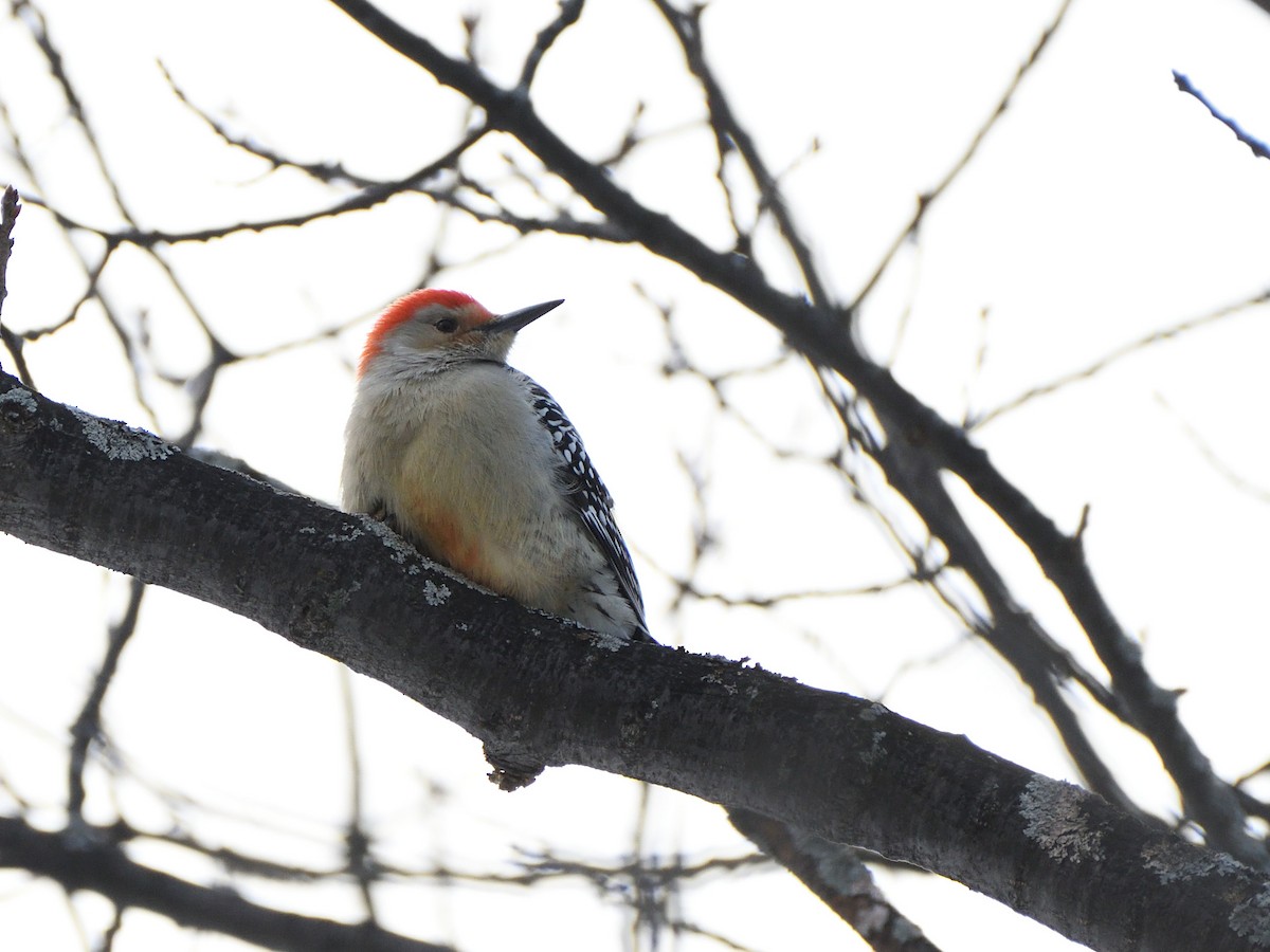 Red-bellied Woodpecker - Alexandre Terrigeol