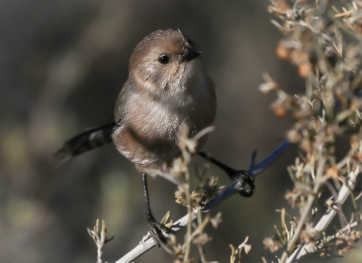 Bushtit - ML286087271