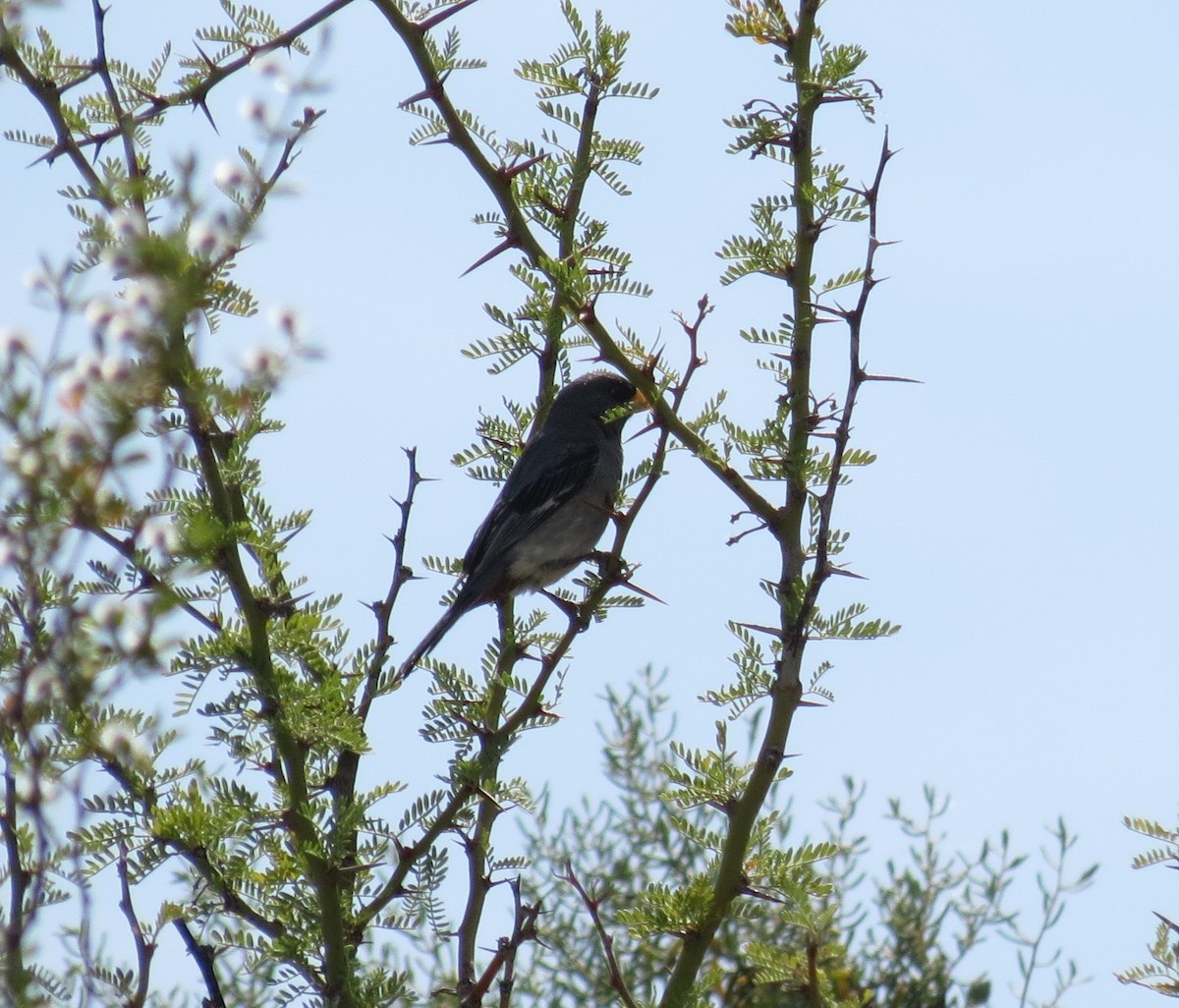 Band-tailed Seedeater - ML286087751
