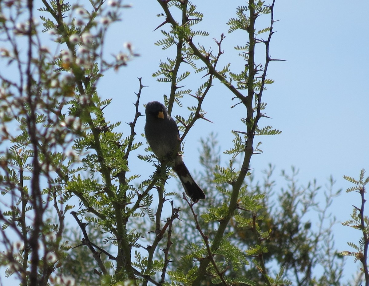 Band-tailed Seedeater - ML286087811