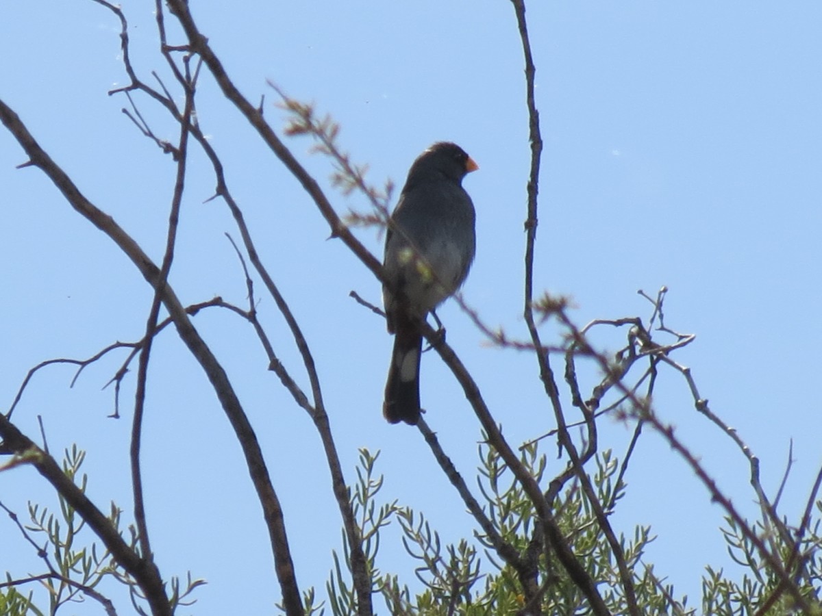 Band-tailed Seedeater - ML286087831