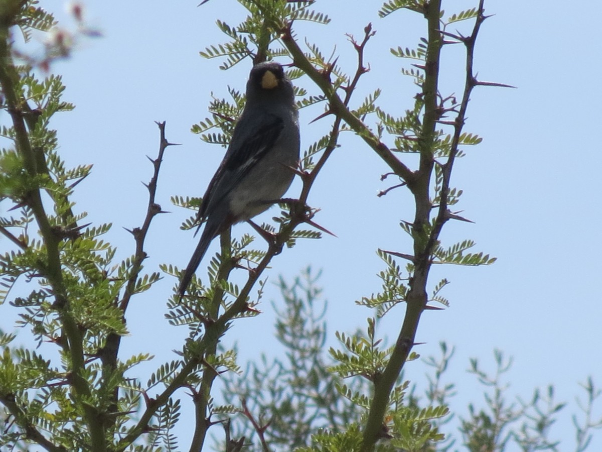 Band-tailed Seedeater - ML286087841