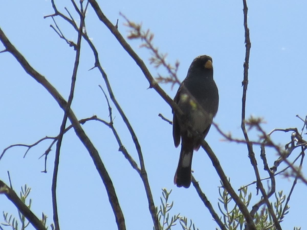Band-tailed Seedeater - ML286087861