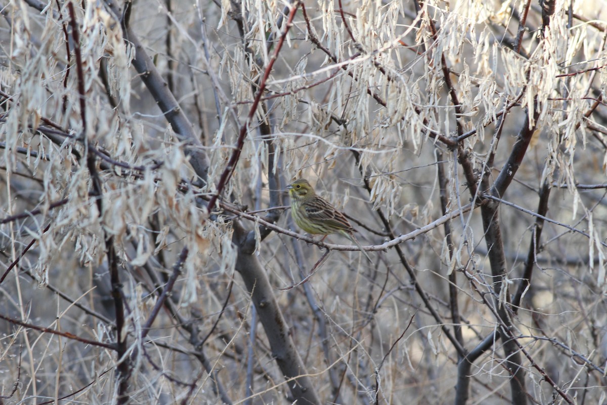 Yellowhammer - ML28608791