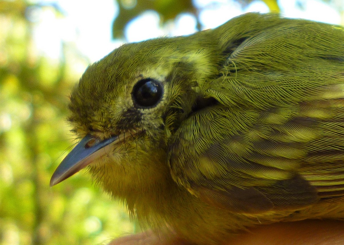 Orejerito de Sao Paulo - ML286088051