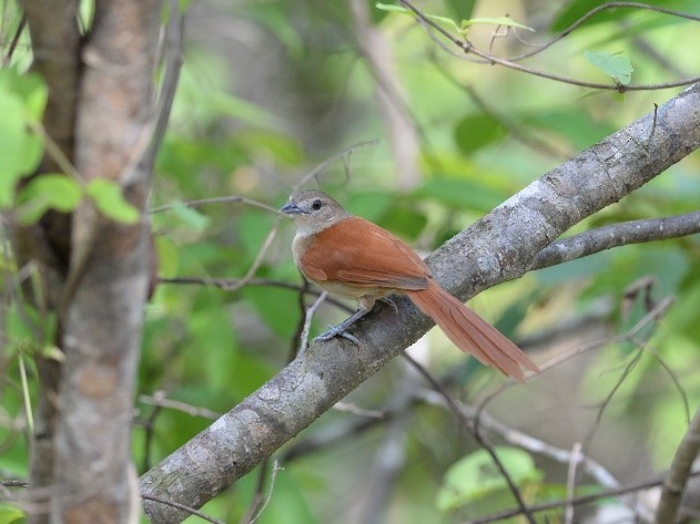 Araguaia Spinetail - ML286088651