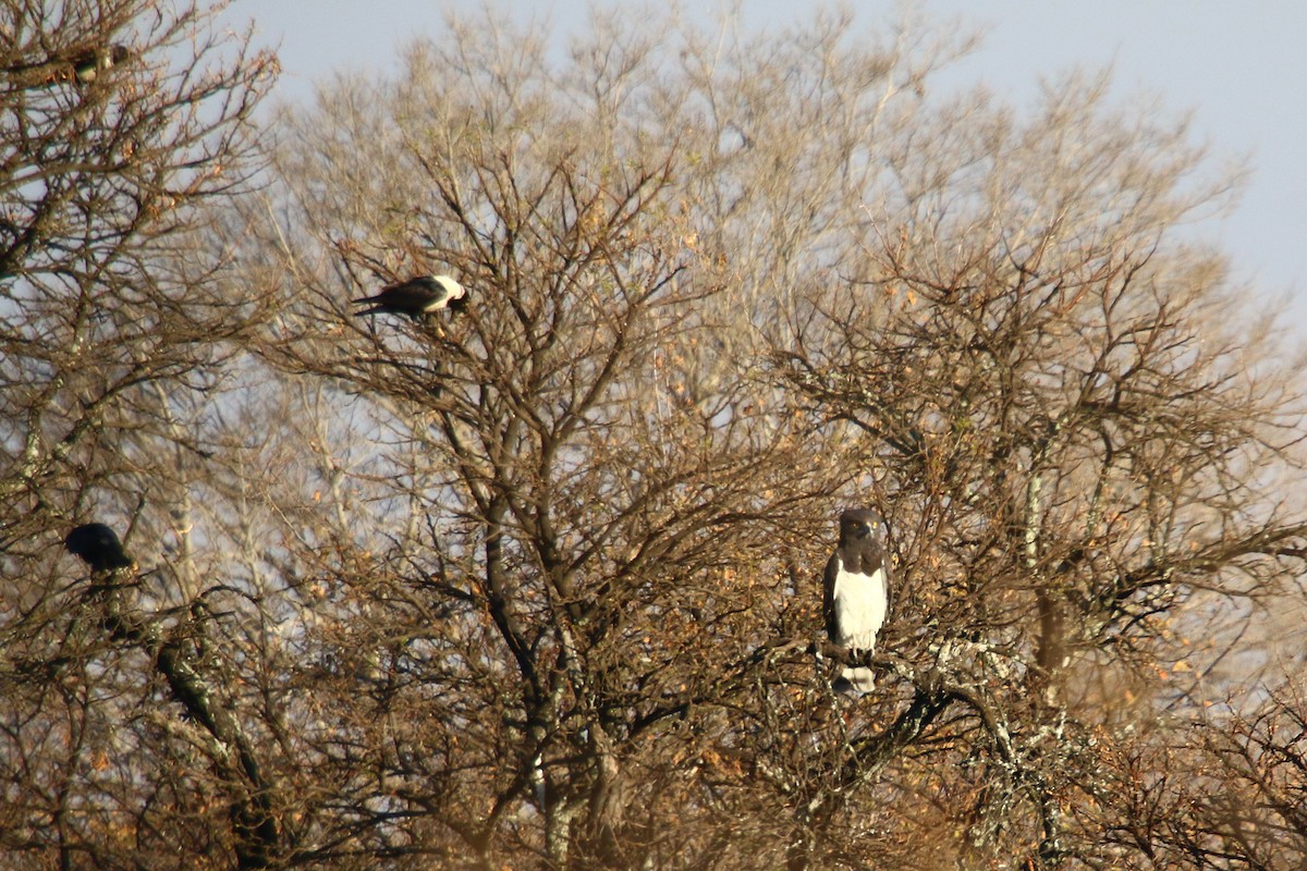 Pied Crow - ML286088991