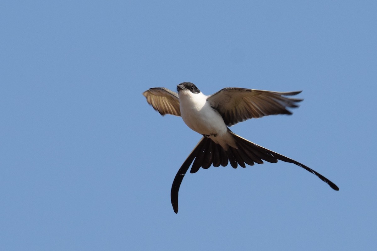 Fork-tailed Flycatcher - Ryan O'Donnell