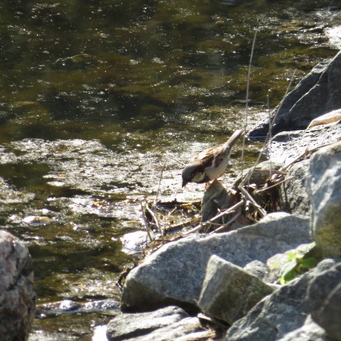 House Sparrow - ML28609141