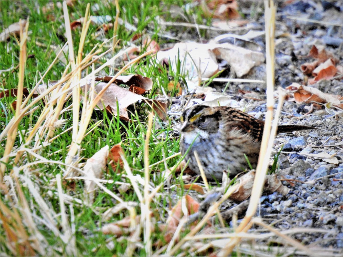 White-throated Sparrow - ML286092481