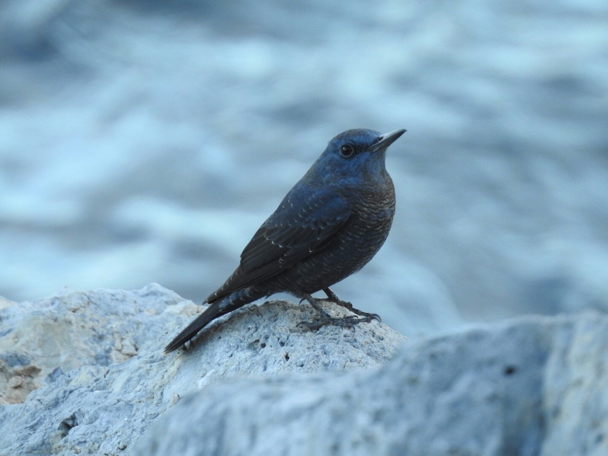 Blue Rock-Thrush - Iván  S.