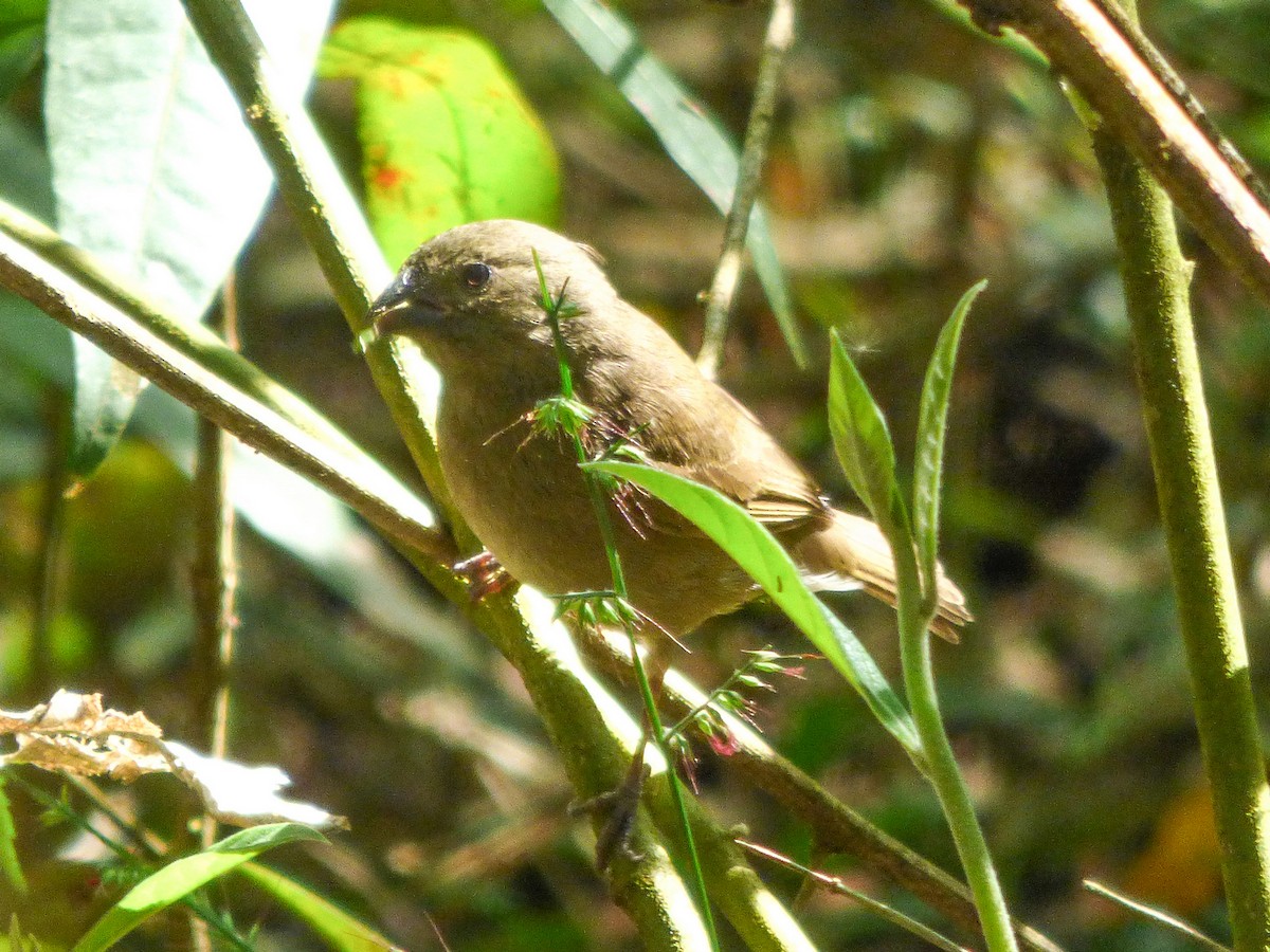 Dull-colored Grassquit - ML286094161