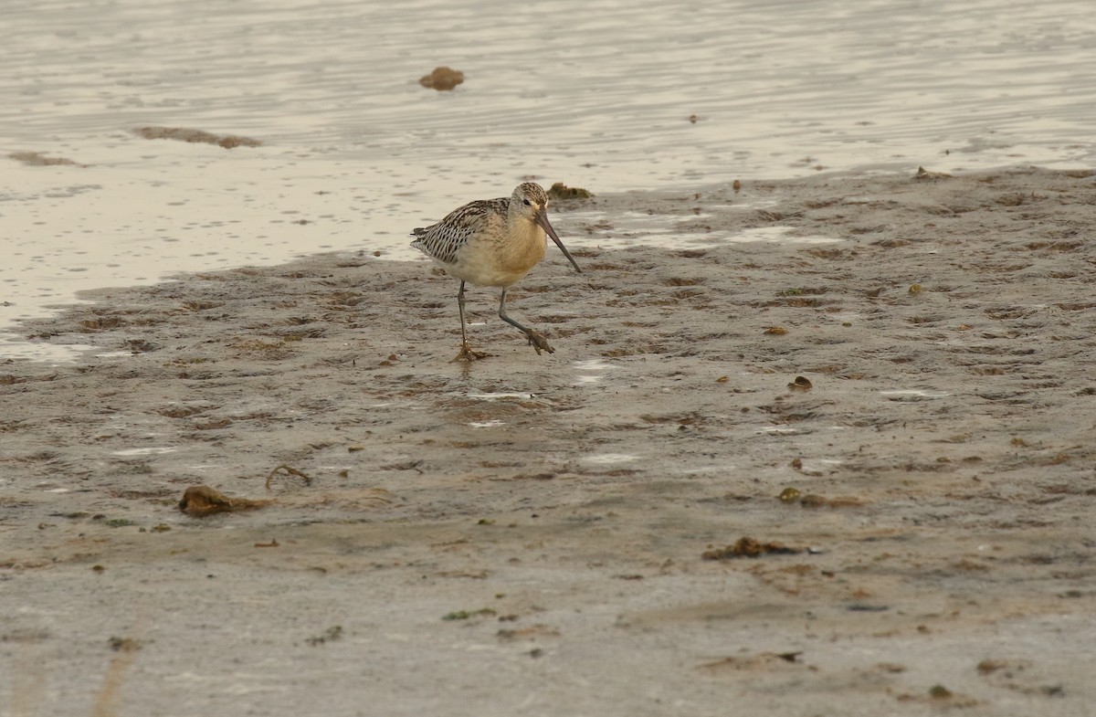 Bar-tailed Godwit - ML286094321