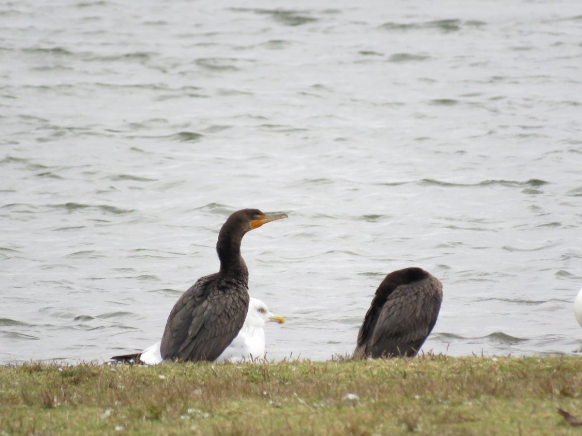 Cormoran à aigrettes - ML286094831