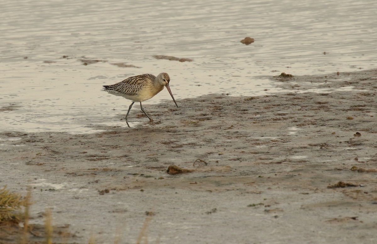 Bar-tailed Godwit - ML286094901