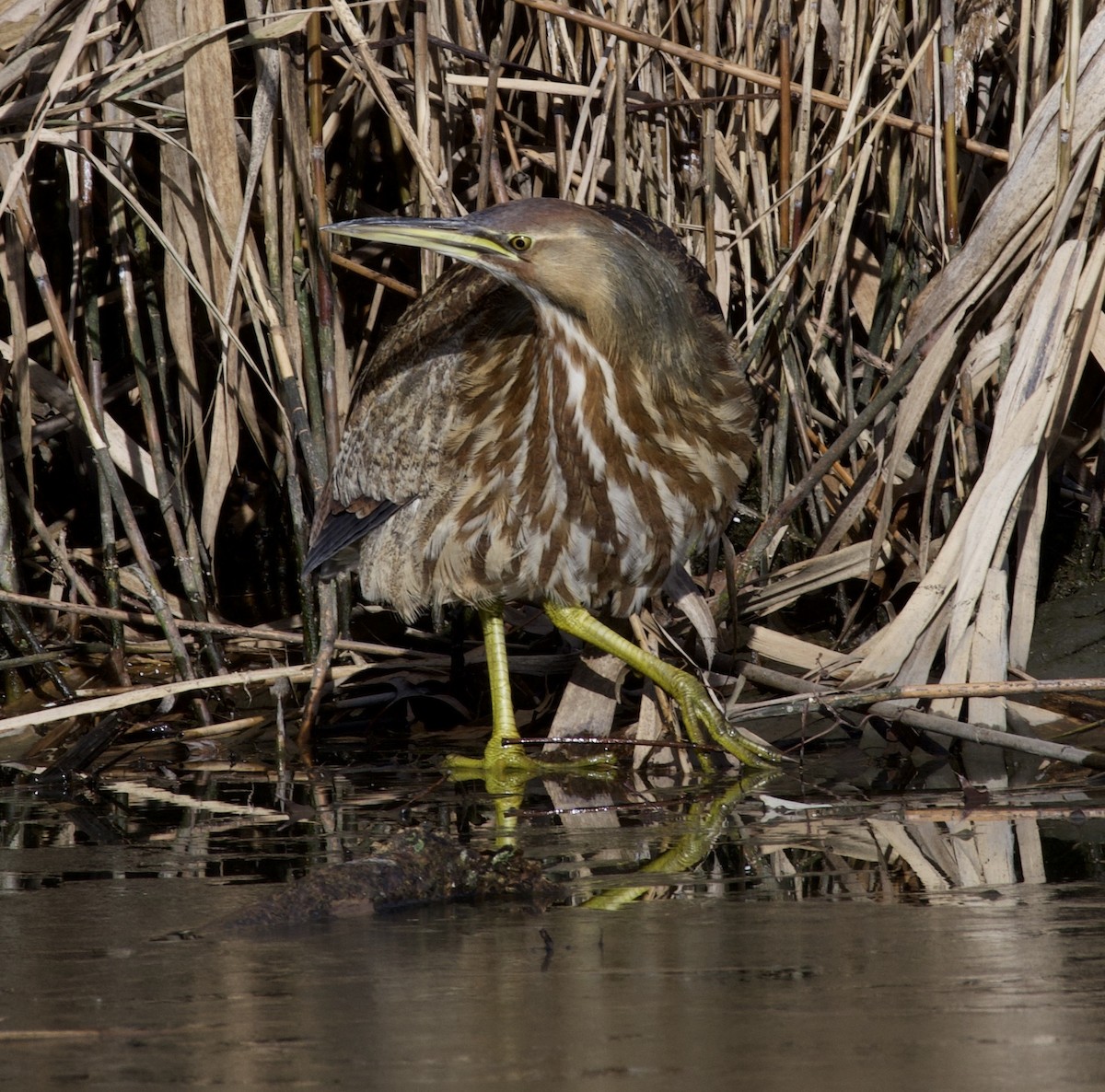 American Bittern - ML286094931