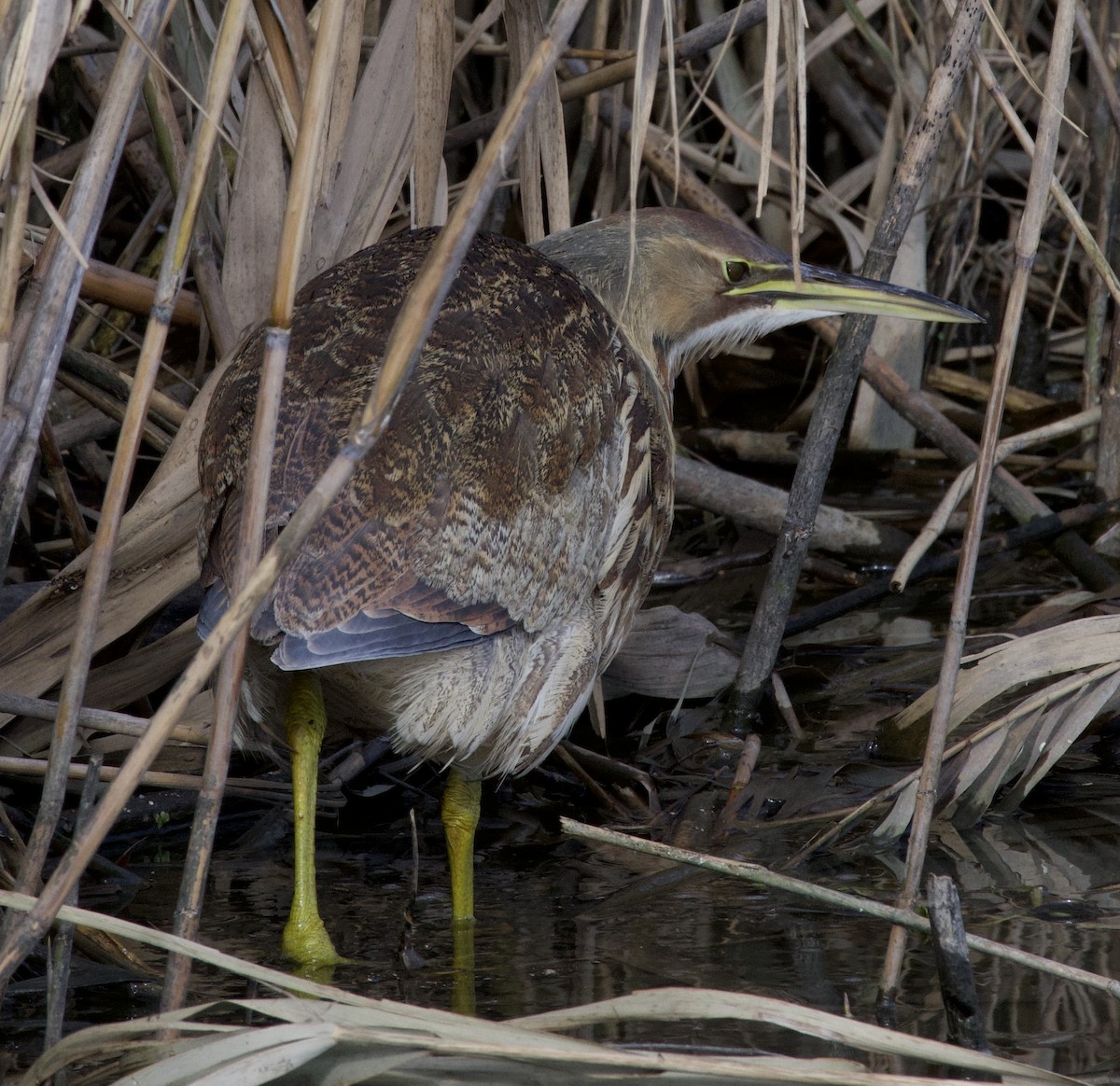 American Bittern - ML286094941