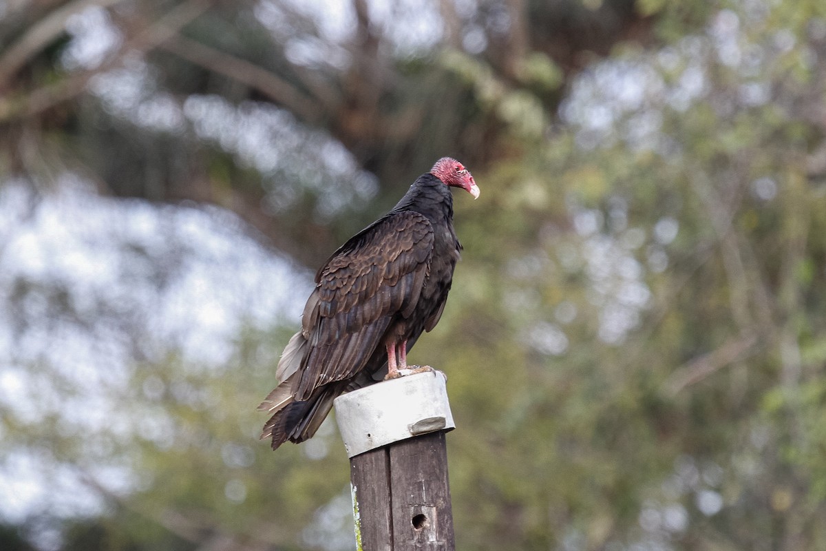 Turkey Vulture - Peter Kennerley