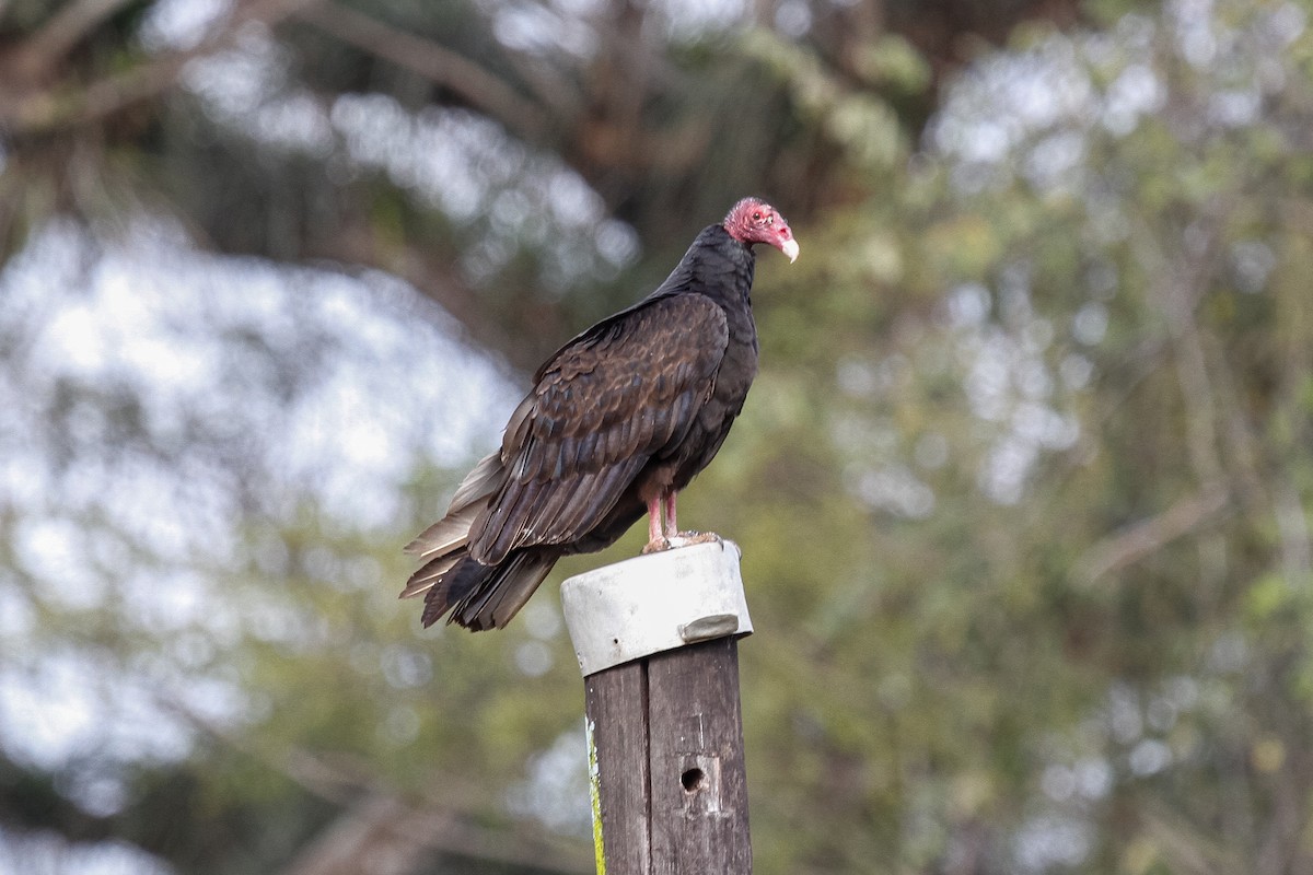 Turkey Vulture - Peter Kennerley