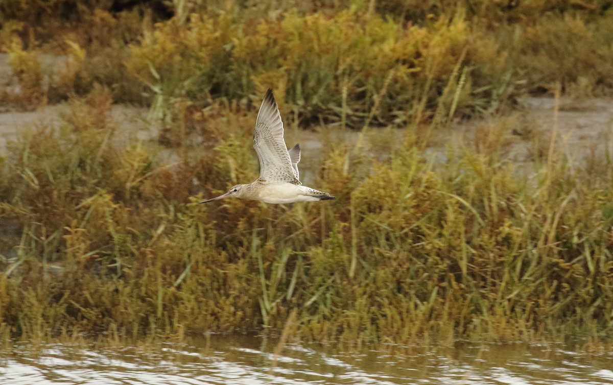 Bar-tailed Godwit - ML286095361