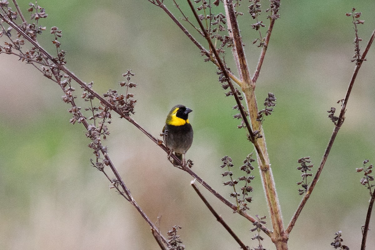 Cuban Grassquit - ML286096061