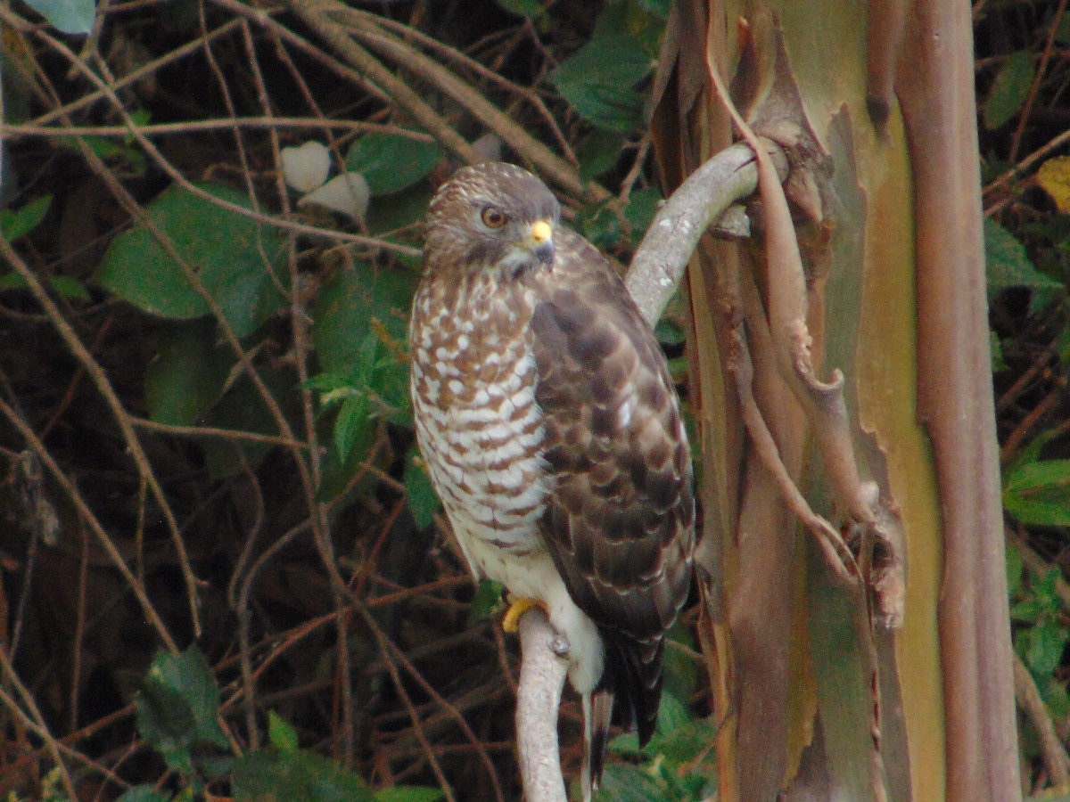 Breitflügelbussard - ML286096251