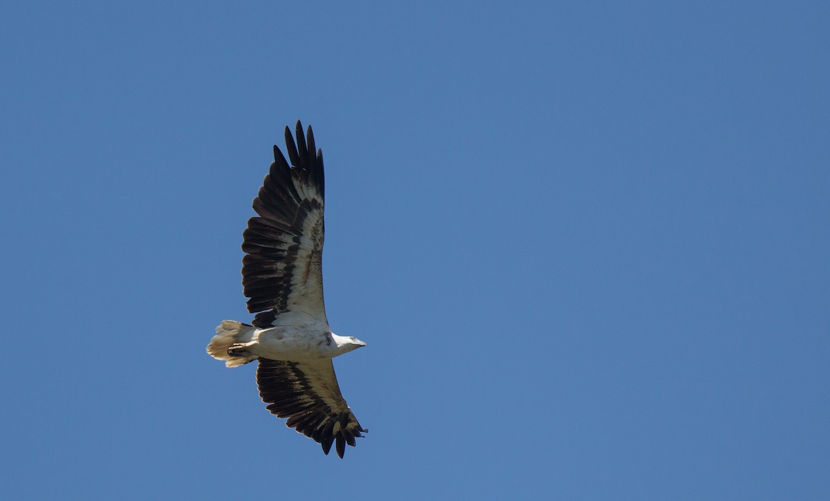 White-bellied Sea-Eagle - ML286096701