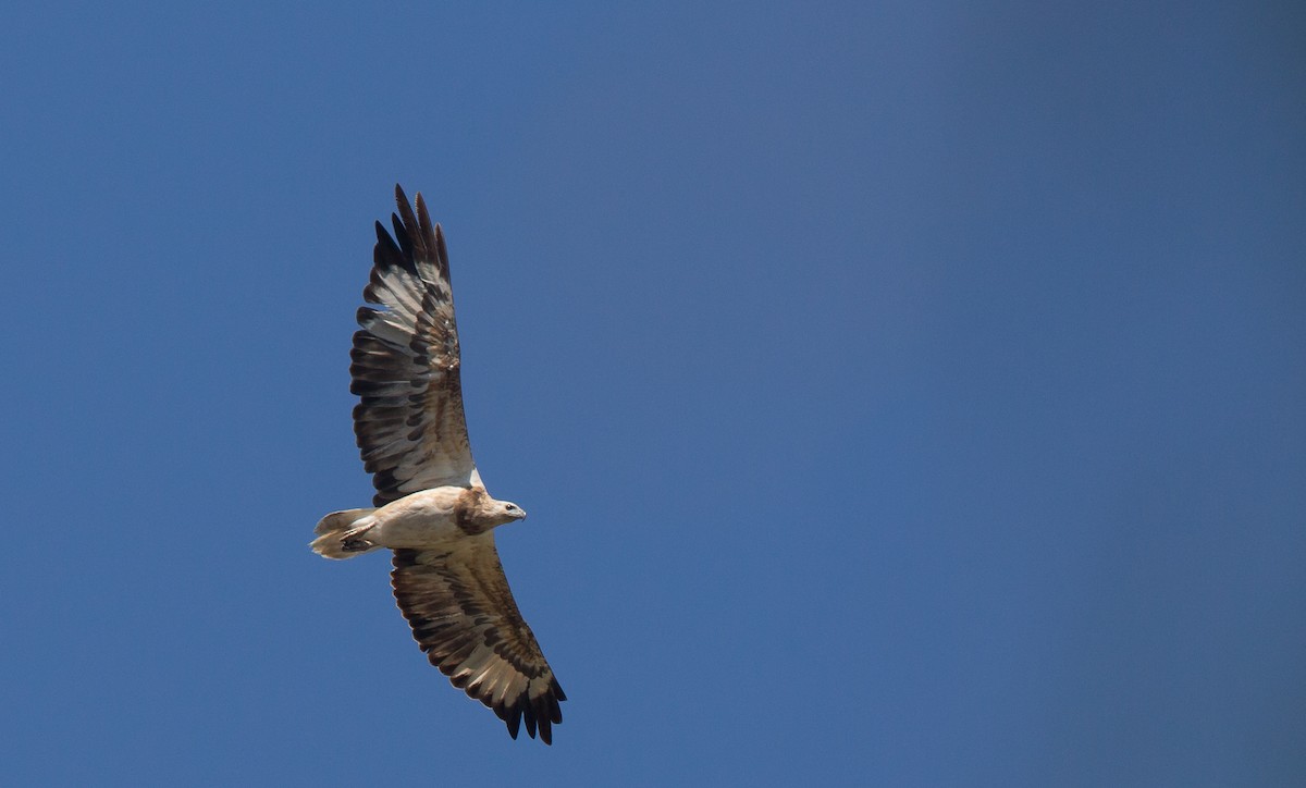 White-bellied Sea-Eagle - ML286096751
