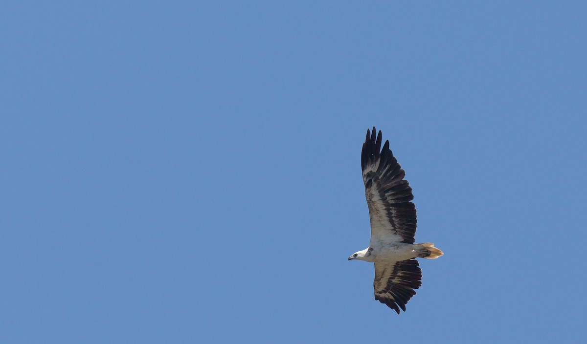 White-bellied Sea-Eagle - ML286096921