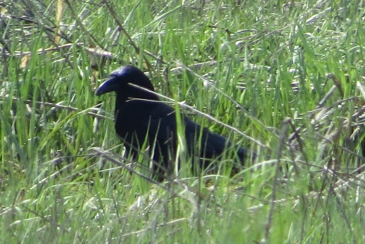 Common Raven - Anonymous