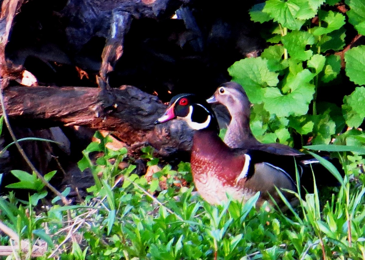 Wood Duck - ML28609761