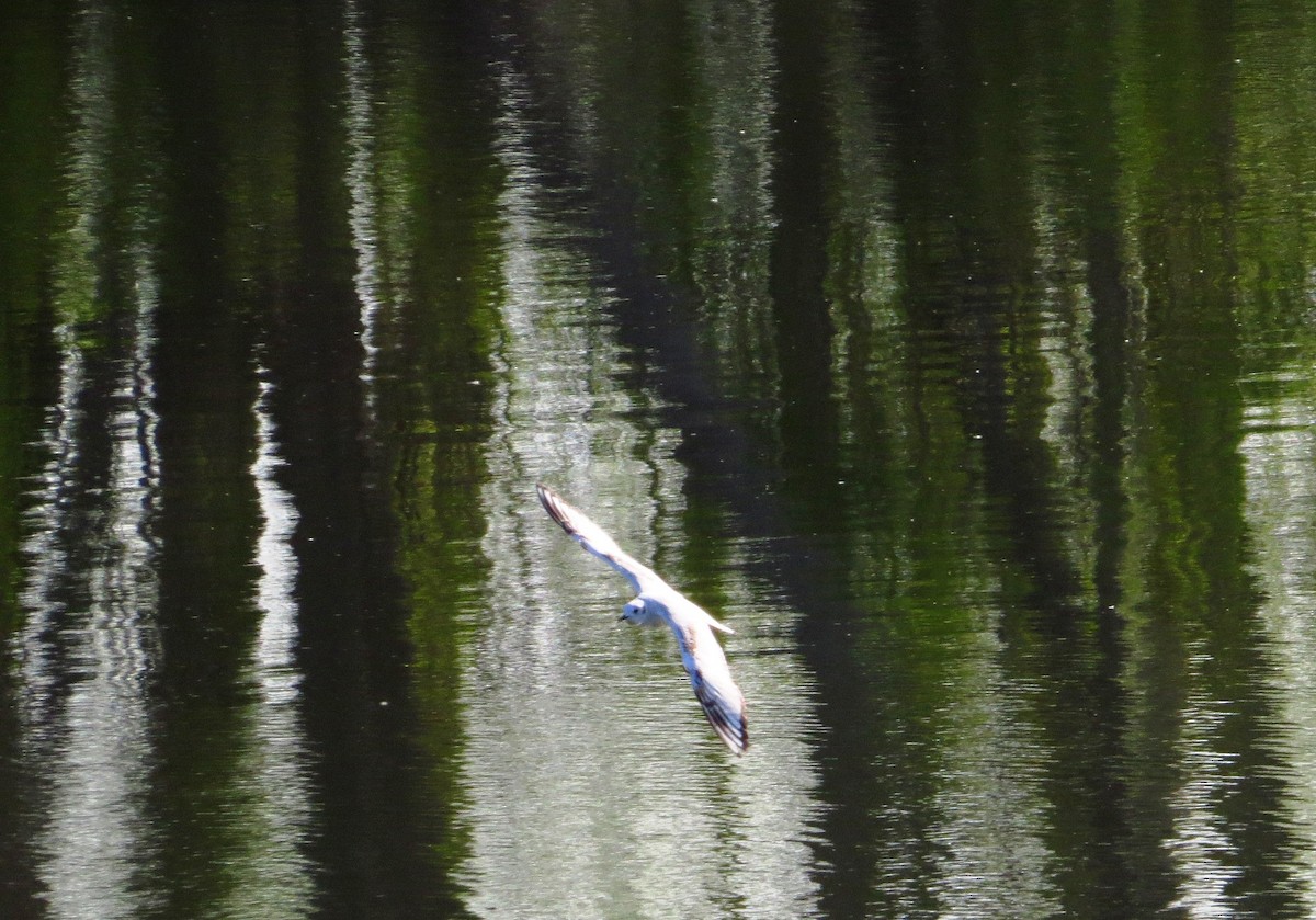 gull sp. - ML28609791