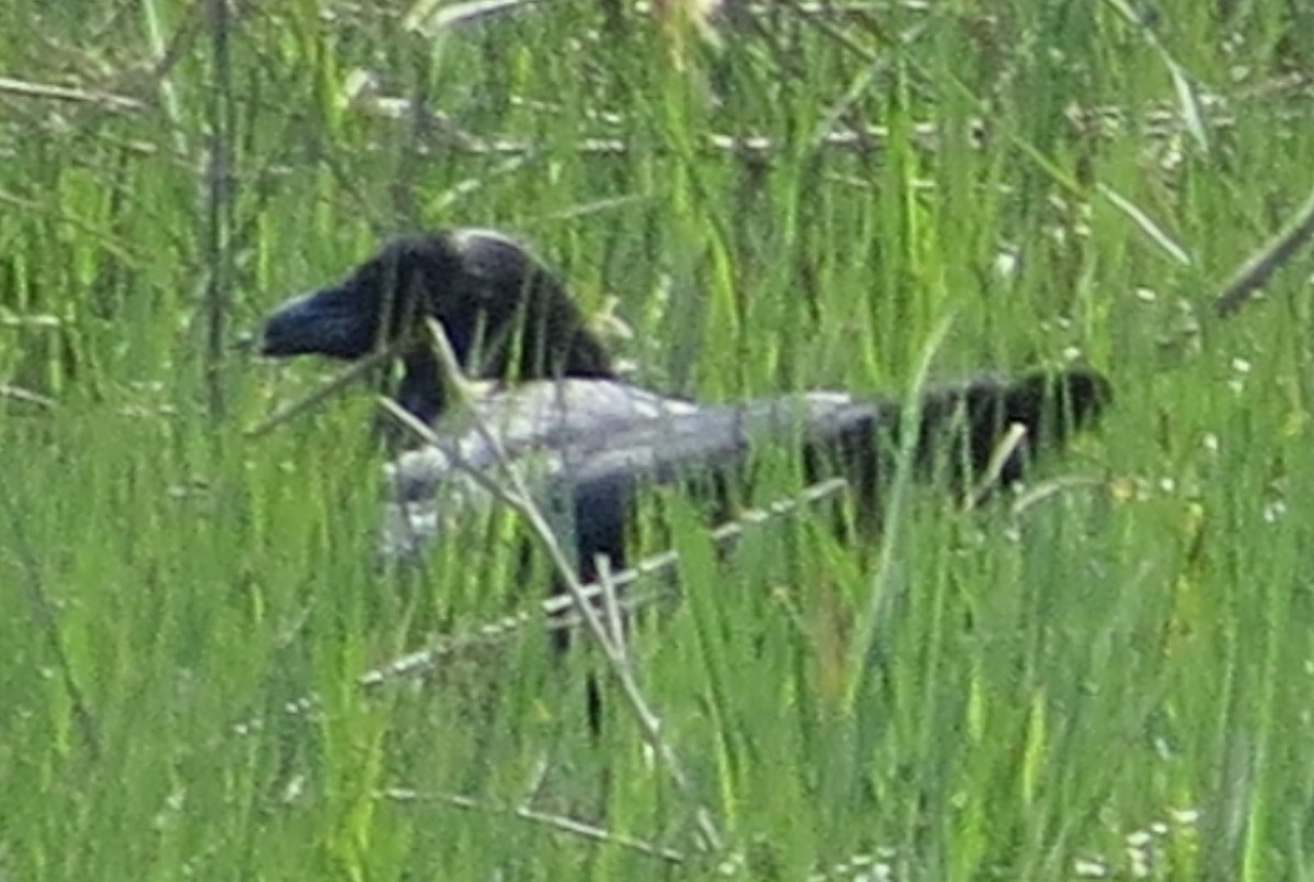 Common Raven - ML28609821