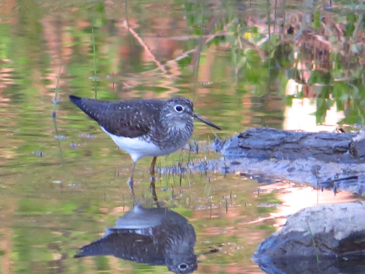 Solitary Sandpiper - ML28609891