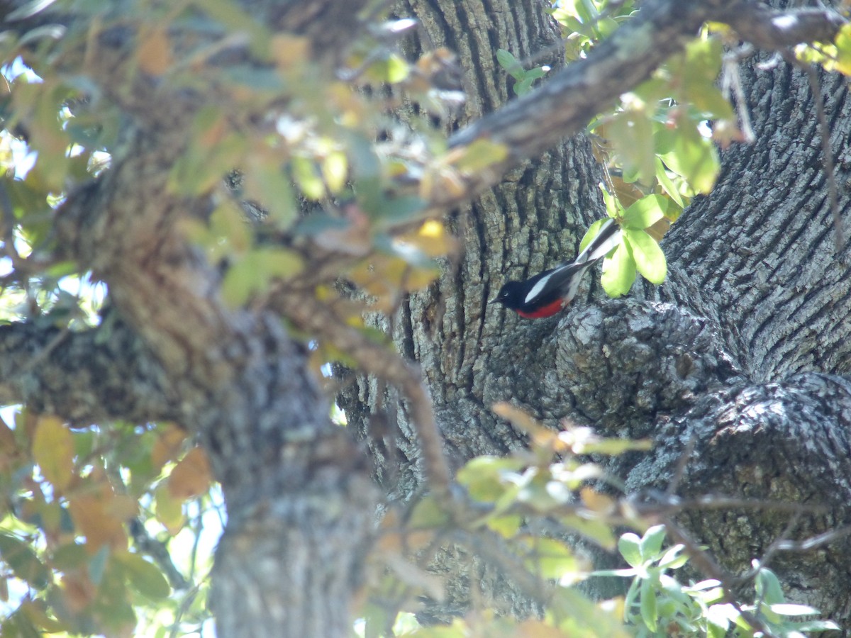 Painted Redstart - Warren Regelmann