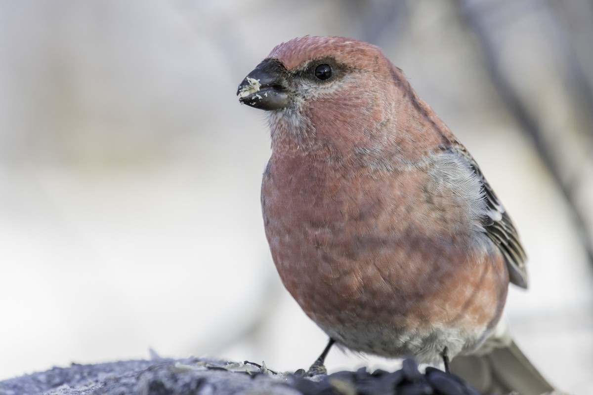 Pine Grosbeak - ML286099931