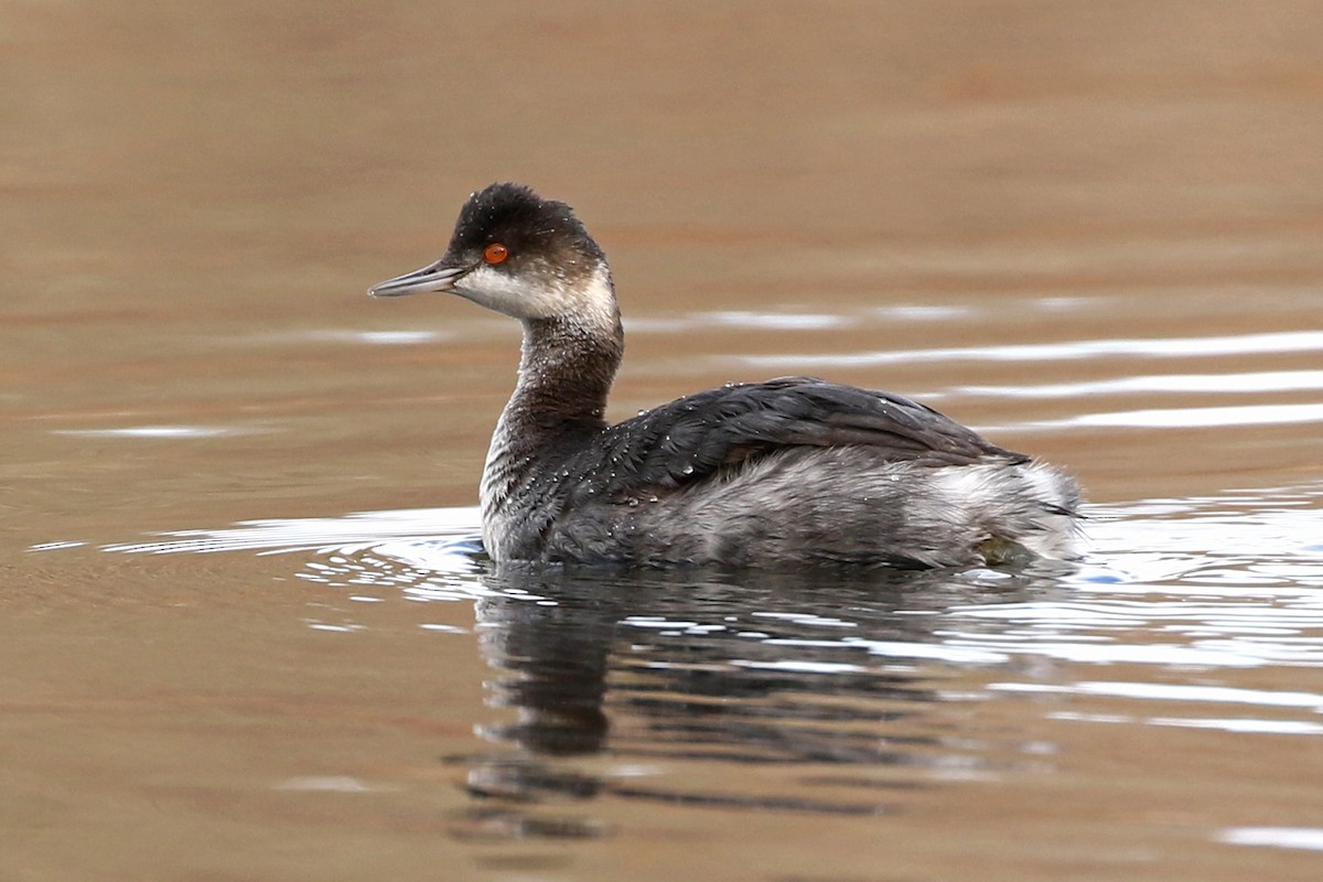 Eared Grebe - Jeffrey Offermann