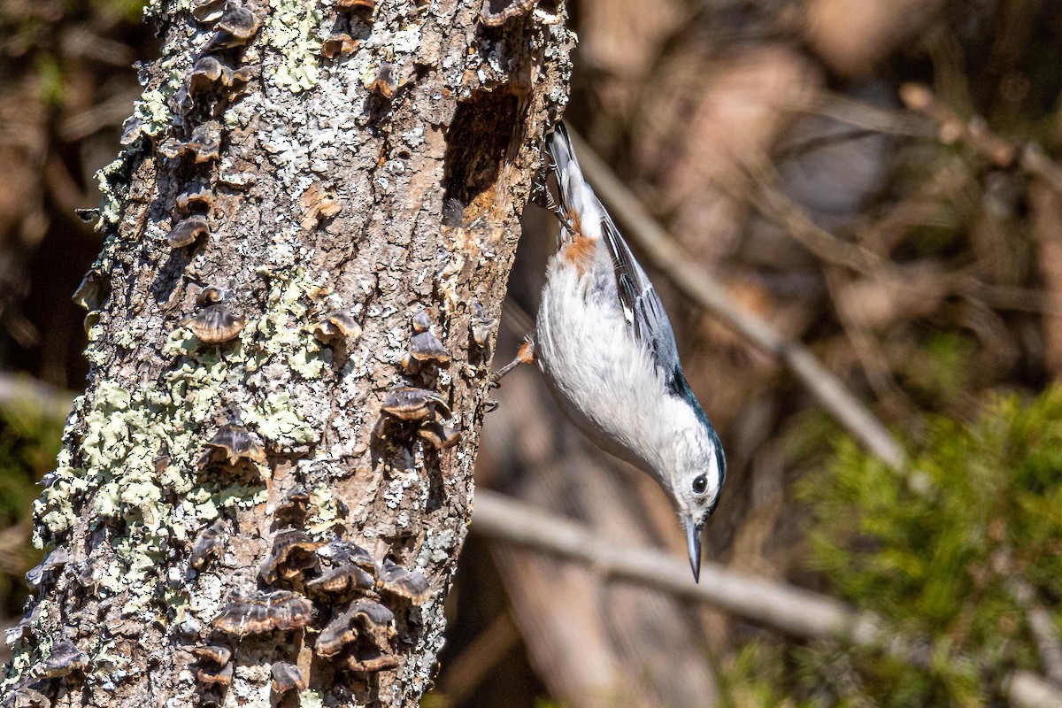 White-breasted Nuthatch - ML286101381