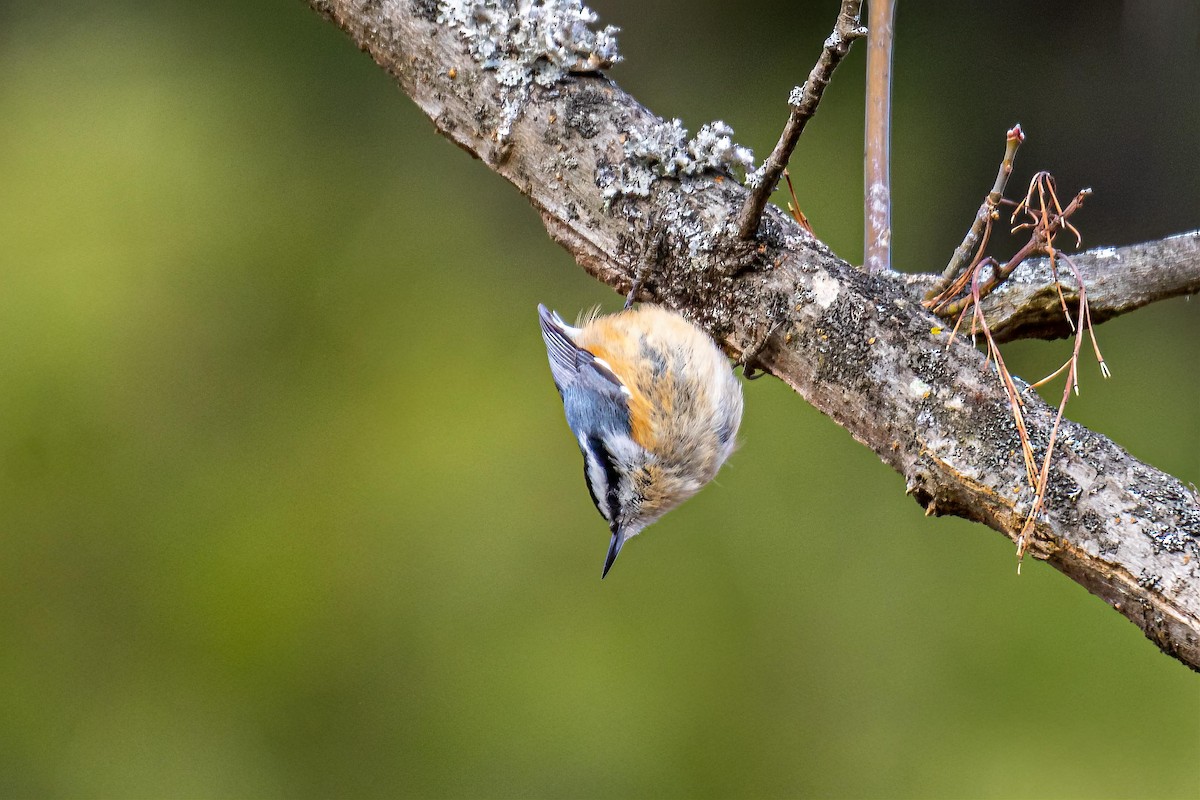 Red-breasted Nuthatch - Edward Boyd