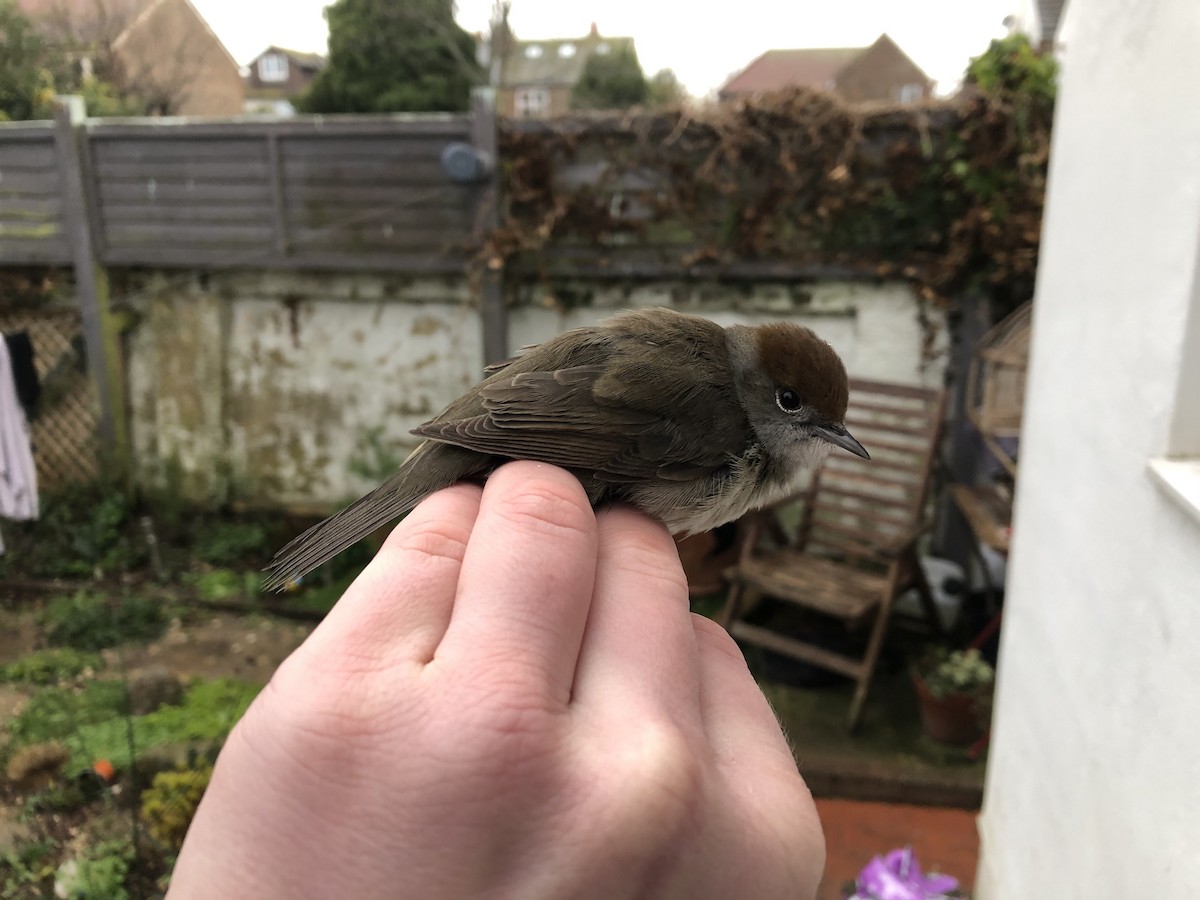 Eurasian Blackcap - David Campbell