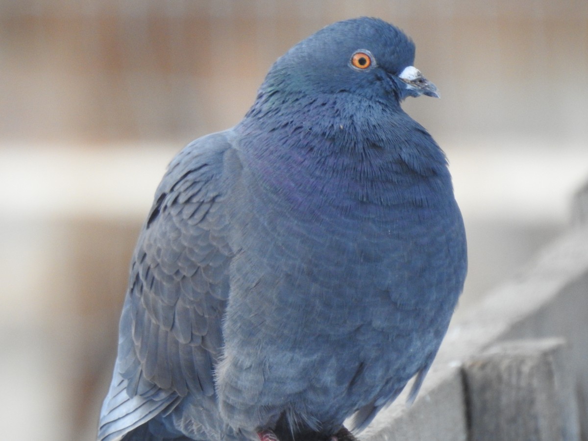 Rock Pigeon (Feral Pigeon) - Jim Walton