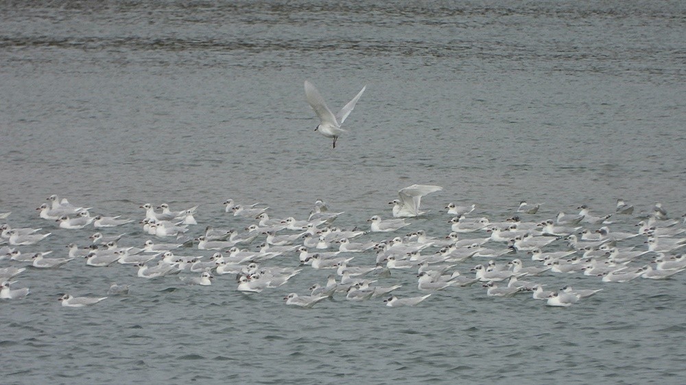 Gaviota Cabecinegra - ML286102871