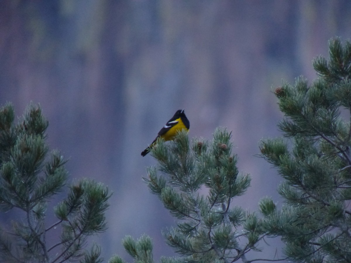 Scott's Oriole - ML28610341