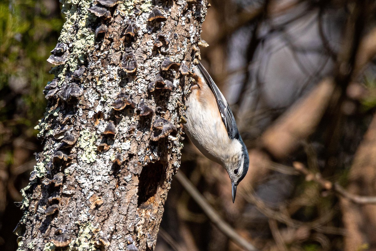 White-breasted Nuthatch - ML286106521