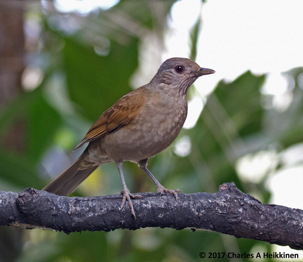 Pale-breasted Thrush - ML286107941